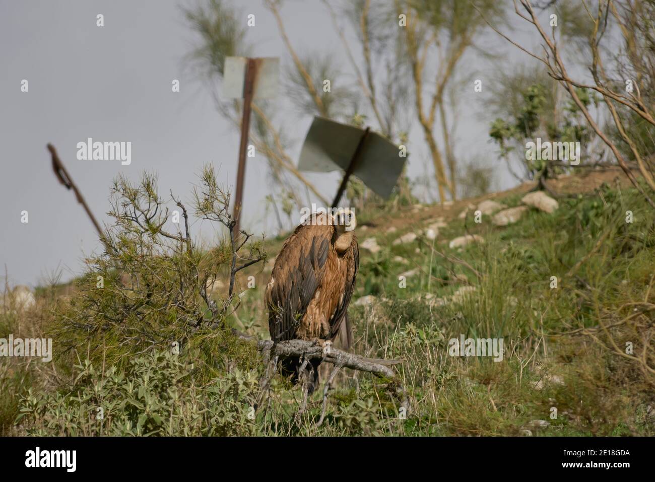 griffon avvoltoi (Gyps fulvus) prendere il sole a Malaga. Andalusia, Spagna Foto Stock