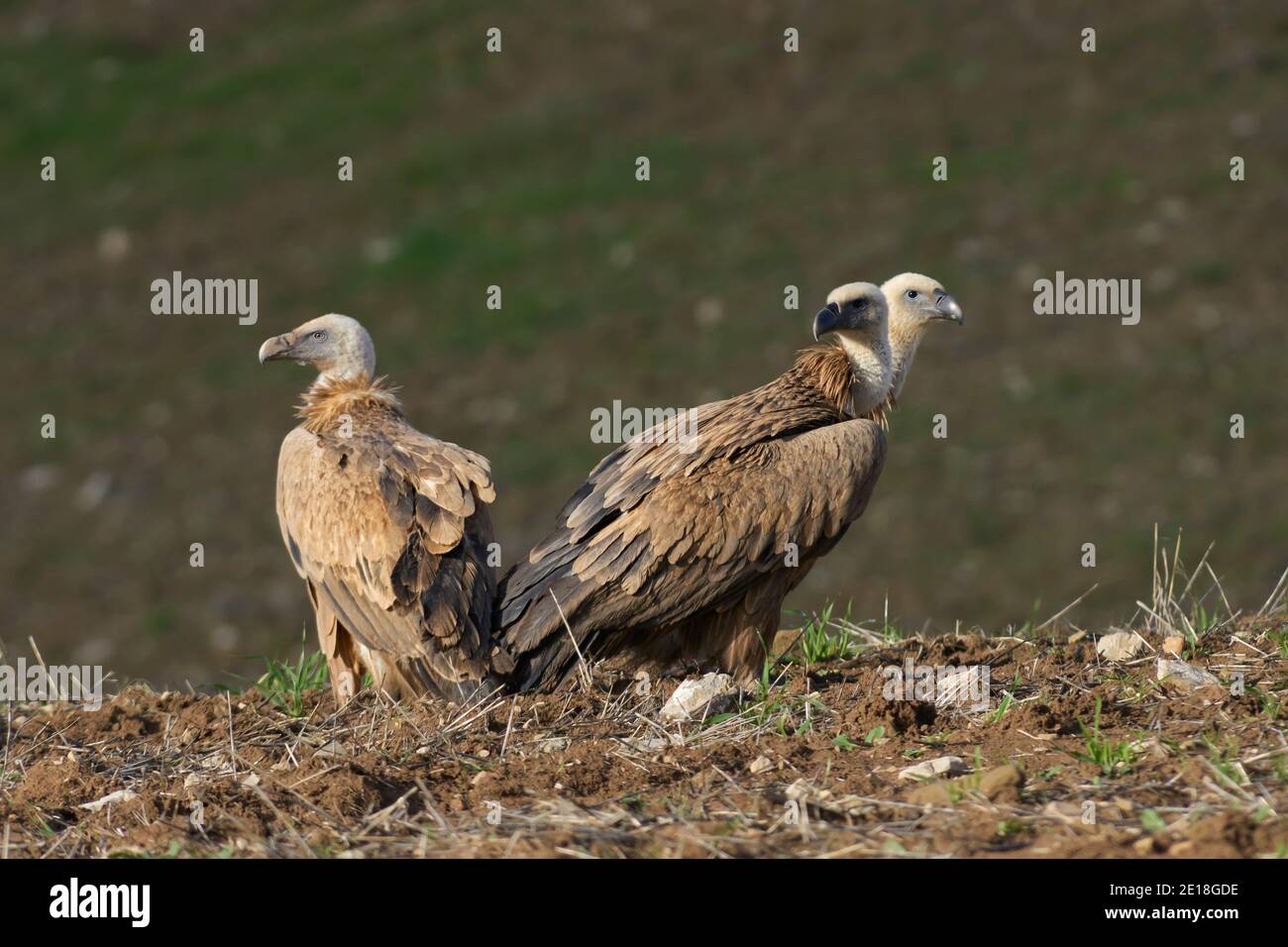 Gruppo di avvoltoi griffon (Gyps fulvus) prendere il sole a Malaga. Andalusia, Spagna Foto Stock