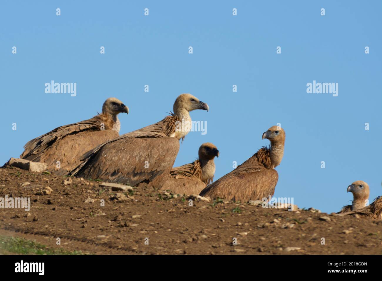 Gruppo di avvoltoi griffon (Gyps fulvus) prendere il sole a Malaga. Andalusia, Spagna Foto Stock