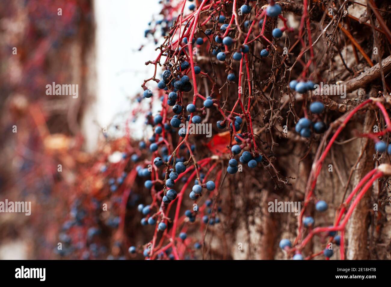 Virginia superriduttore (Parthenocissus quinquefolia) - bacche blu che crescono su steli rossi Foto Stock