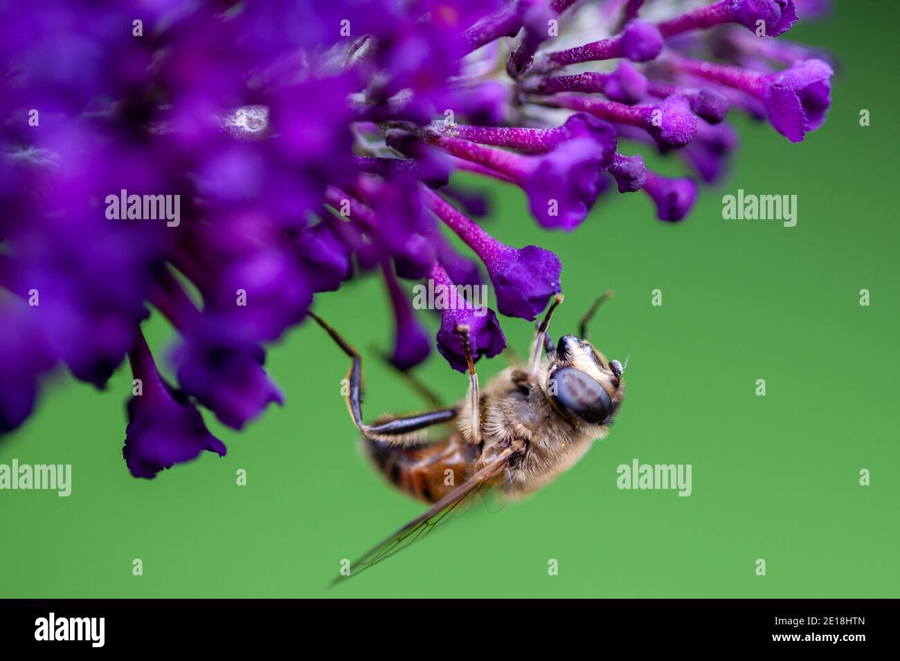 Moscerino volante appeso a testa in giù sotto fiori di buddleja viola, sfondo verde Foto Stock