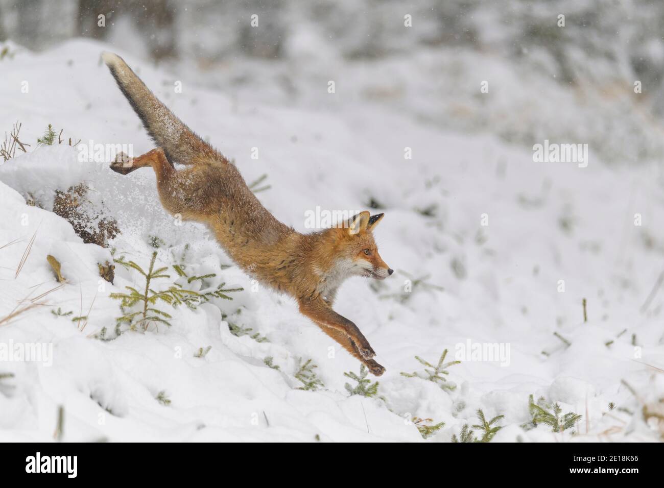 Volpe rossa, vulpes, in inverno Foto Stock