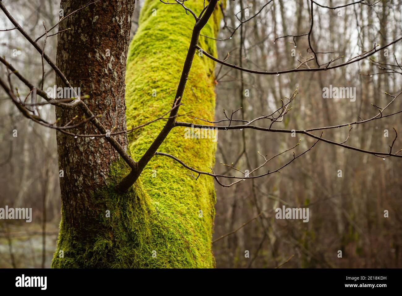 Goccioline d'acqua sul brunch di un albero mussoso verde brillante Foto Stock