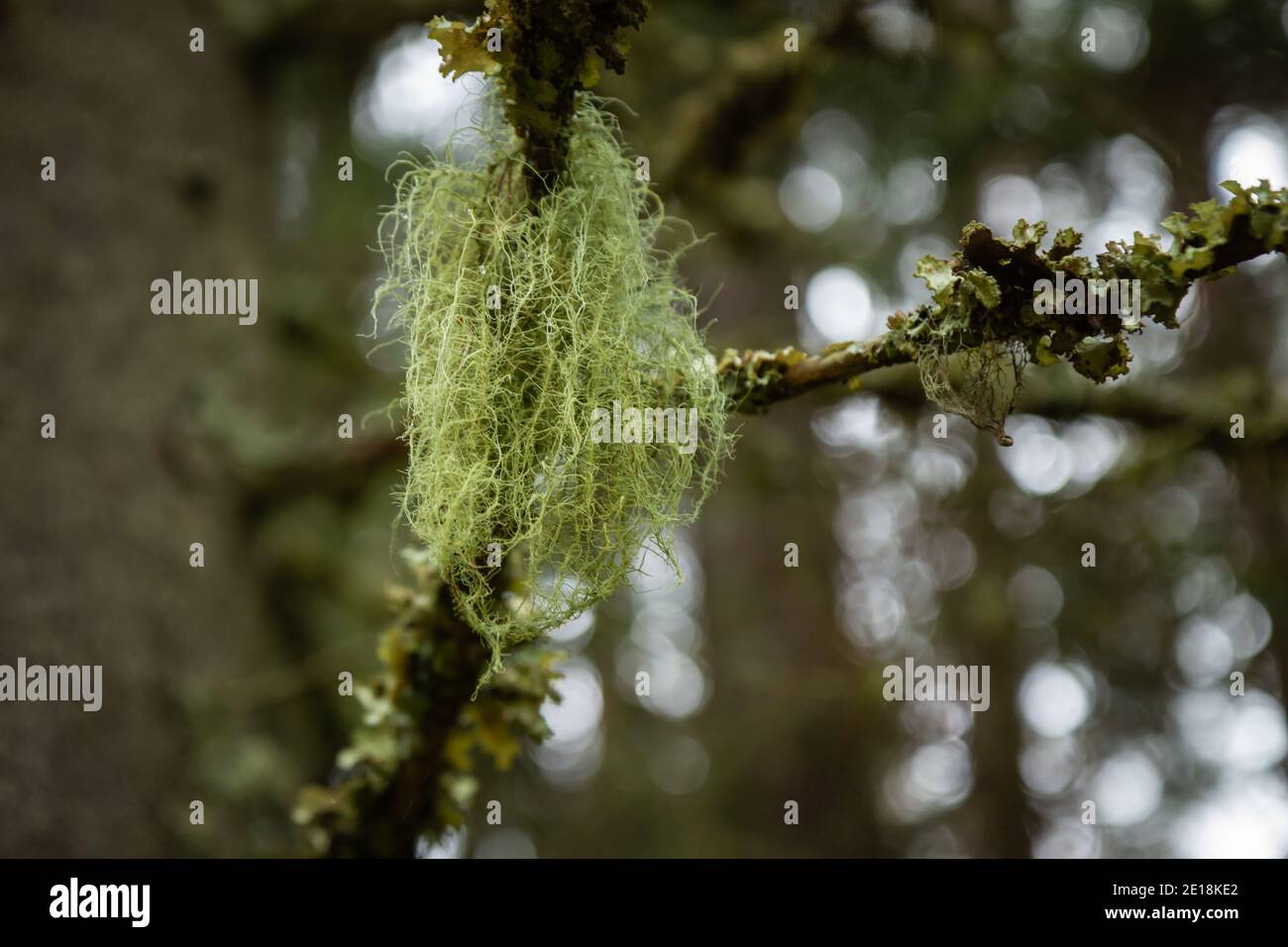 Pianta parassita che cresce su rami di albero Foto Stock