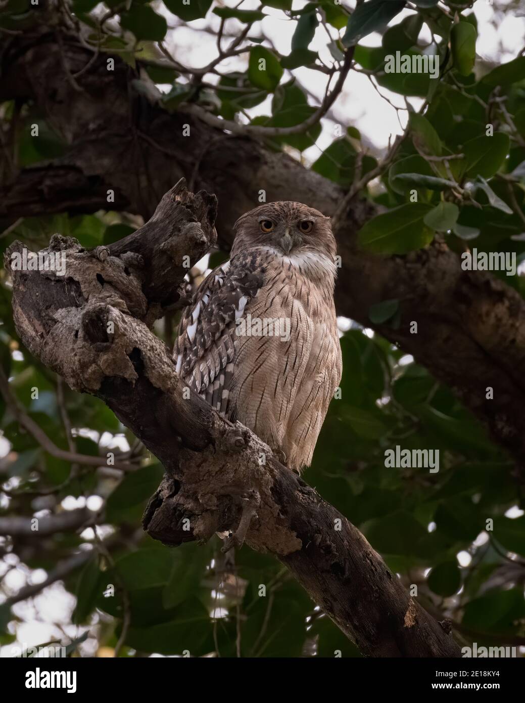 Un grande pesce bruno (Ketupa zeylonensis), arroccato su un ramo di albero, nelle foreste del Parco Nazionale Ranthambore nel Rajasthan, India. Foto Stock