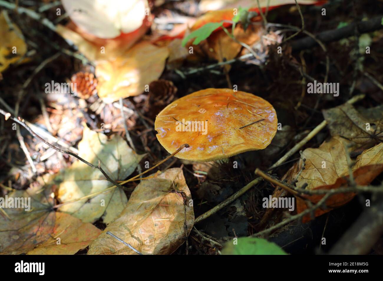 Fungo micorrizale (Suillus grevillei) in Giappone Foto Stock