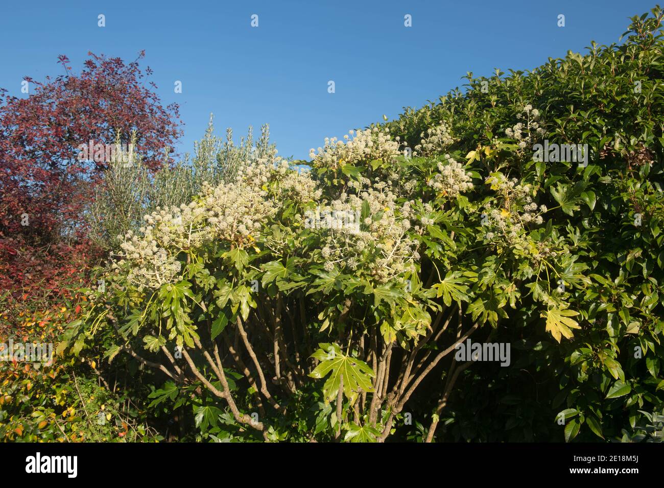 Autunno Fiori bianchi e foglie di un Aralia giapponese o. Olio di ricino (Fatsia japonica) Con uno sfondo blu luminoso che cresce in un giardino Foto Stock