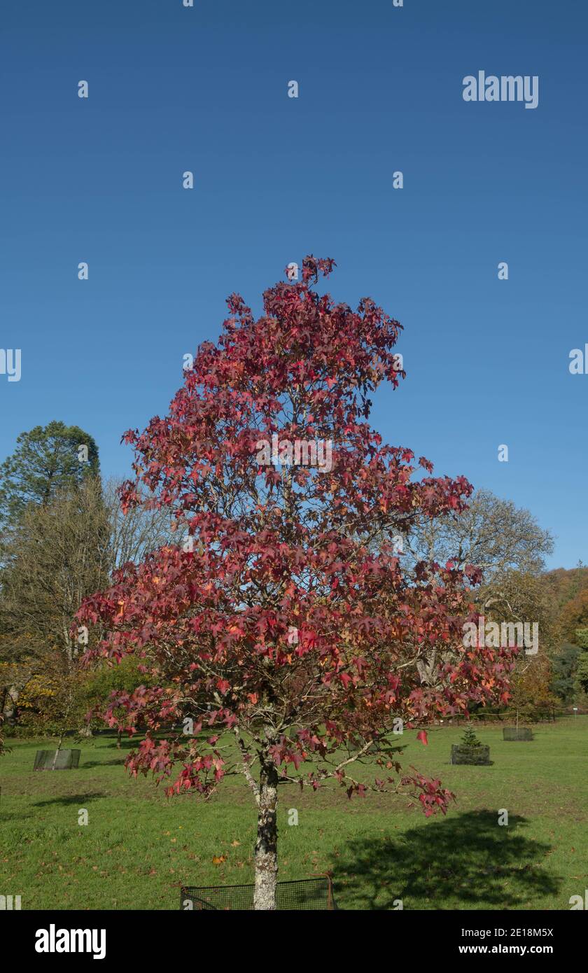 Foglie di autunno rosso brillante su un albero americano di Sweetgum (Liquidambar styraciflua) che cresce in Giardino nel Devon Rurale, Inghilterra, Regno Unito Foto Stock