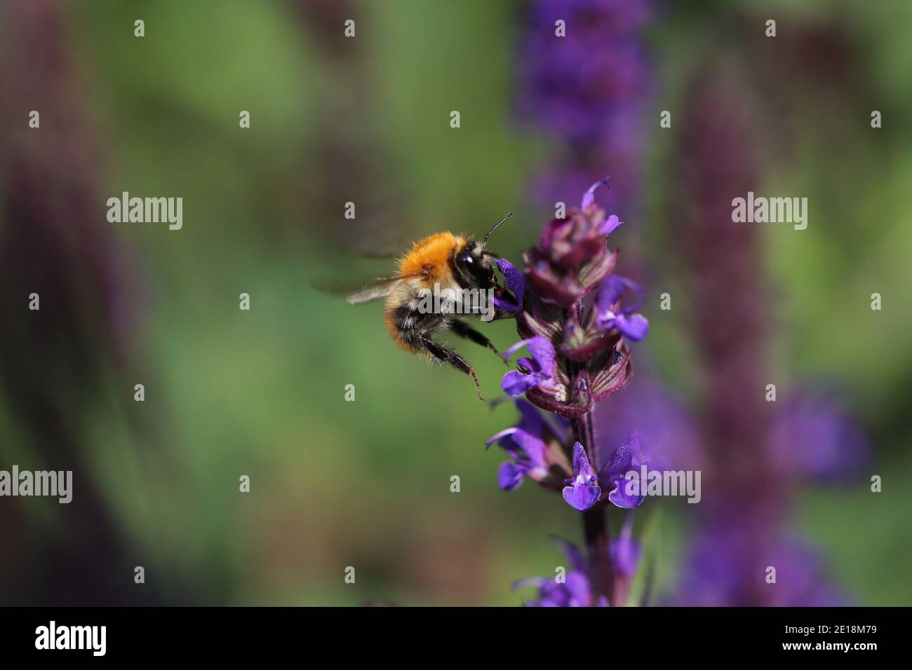 L'ape succhia il nettare di un fiore Foto Stock