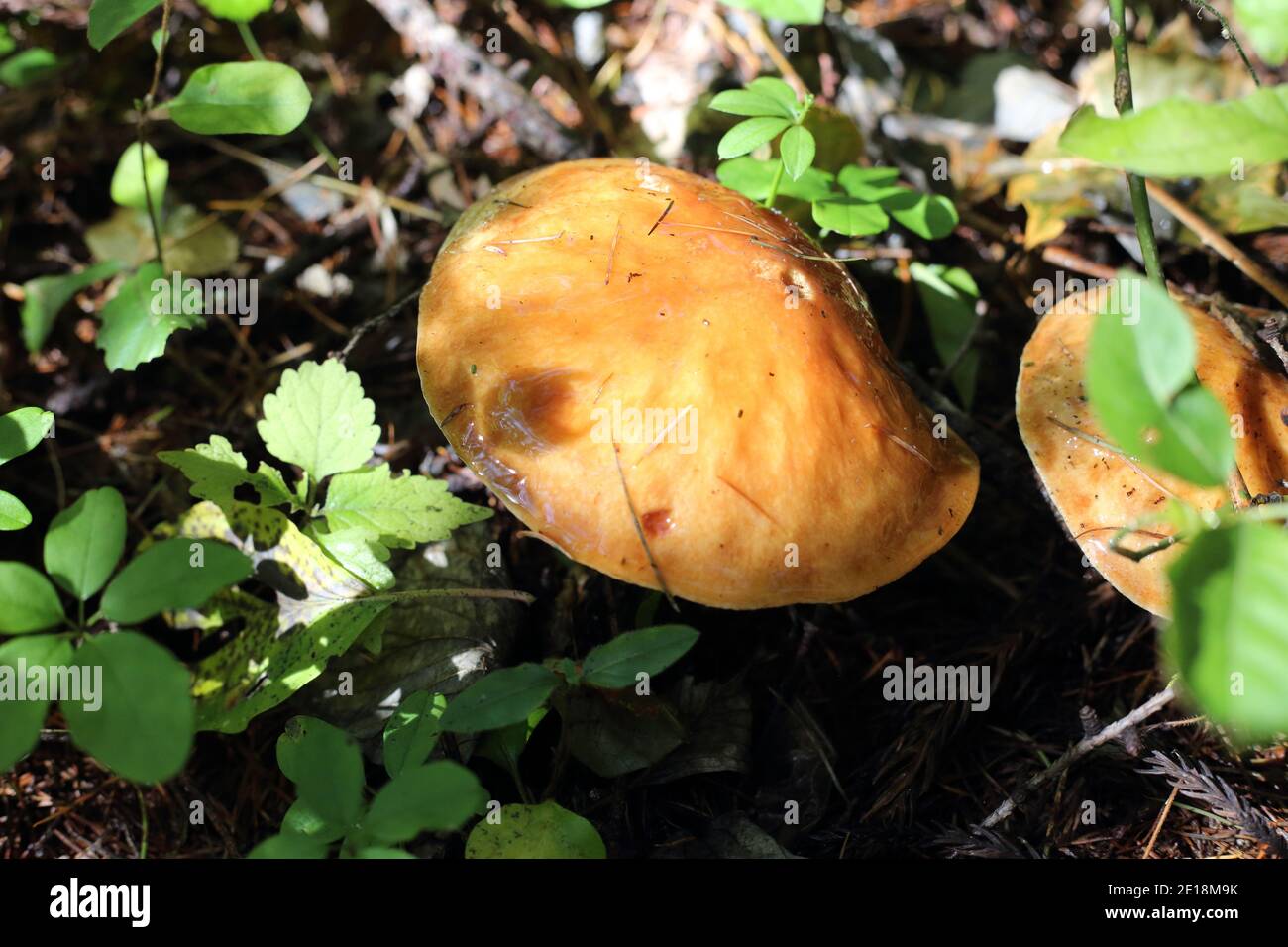 Fungo micorrizale (Suillus grevillei) in Giappone Foto Stock