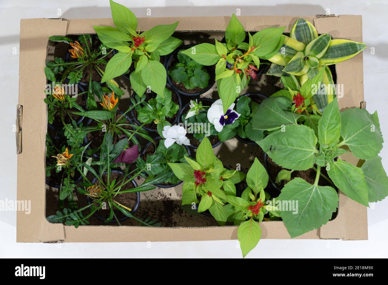 Una vasta varietà di piante da giardino raccolte da un vivaio e da piantare nel giardino. Foto Stock