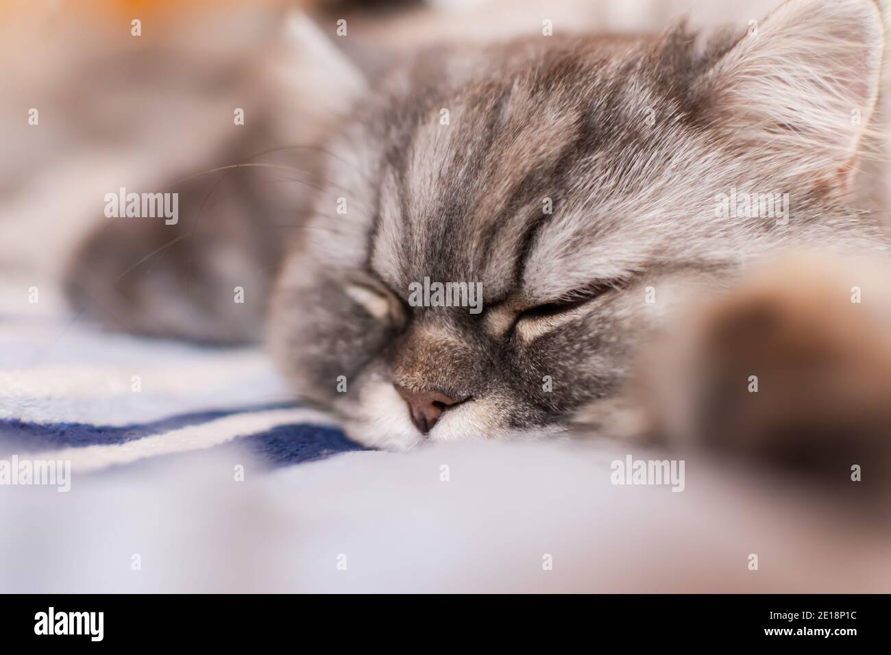 Un gatto scozzese soffice con gli occhi arancioni giace sul letto e dorme dolcemente. Ritratto di un animale domestico. Muso di un gattino soffice. Ora del pranzo. Bella dom Foto Stock
