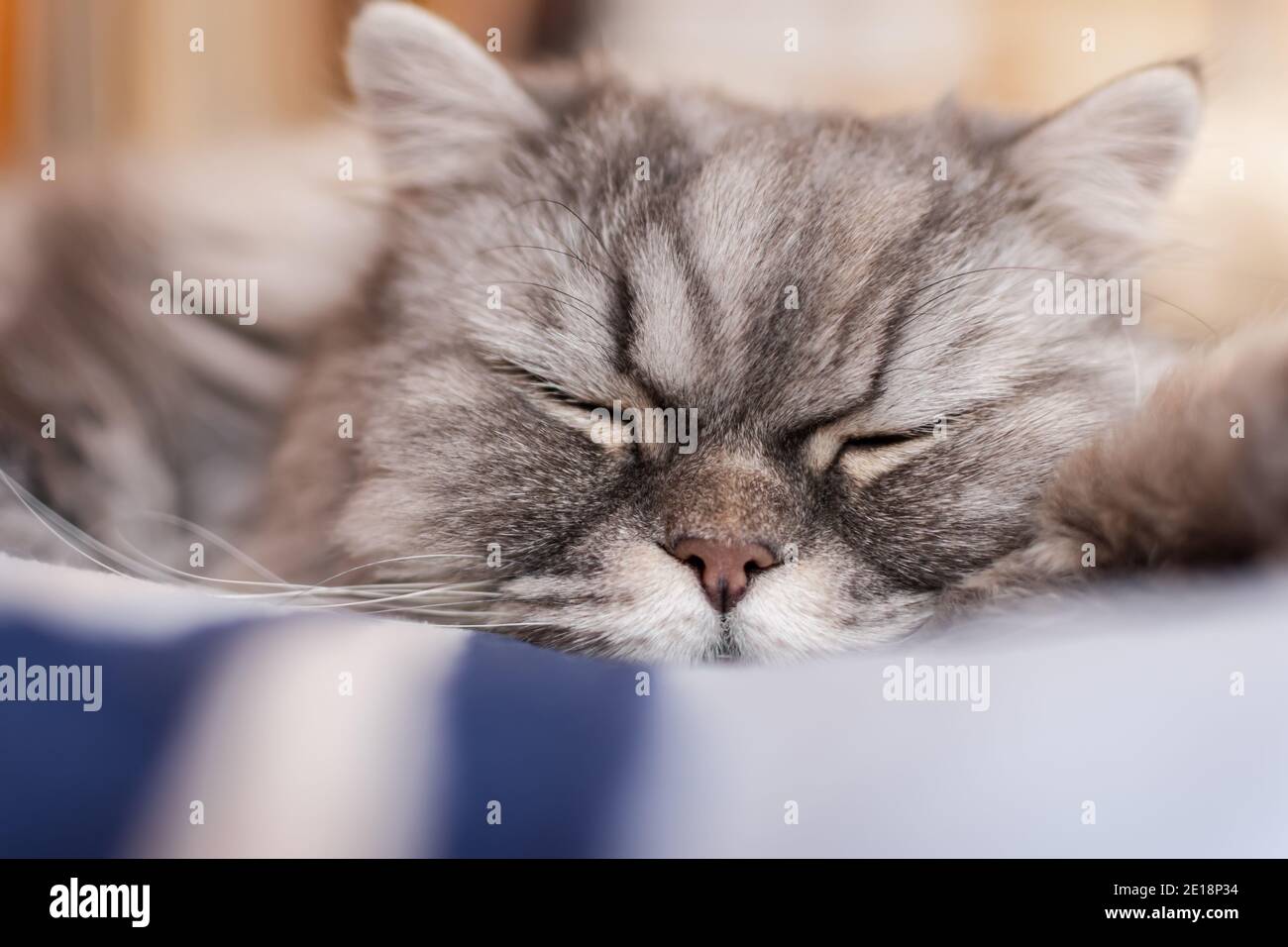 Un gatto scozzese soffice con gli occhi arancioni giace sul letto e dorme dolcemente. Ritratto di un animale domestico. Muso di un gattino soffice. Ora del pranzo. Bella dom Foto Stock