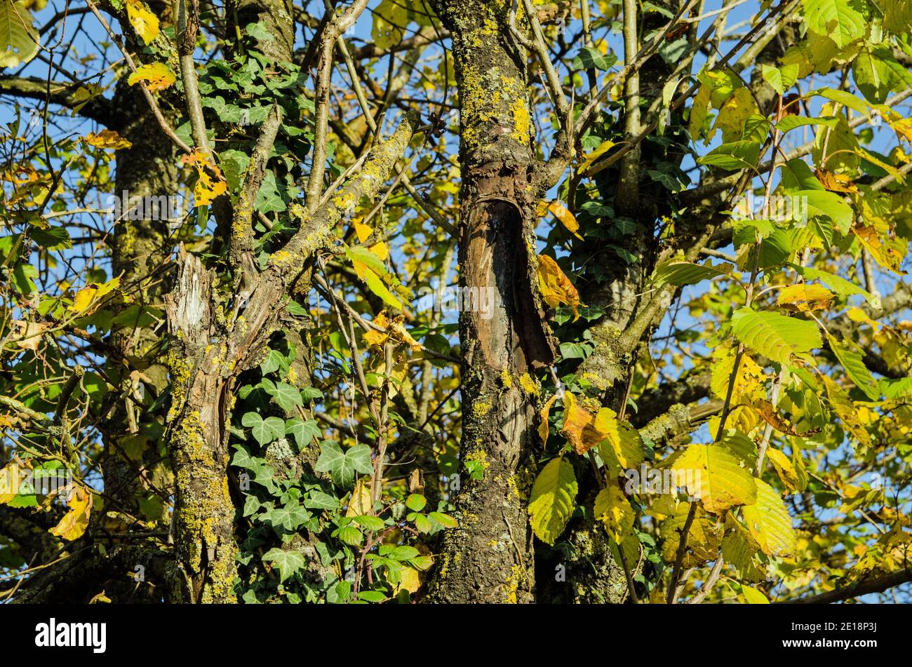 Vista ravvicinata dei tronchi intemperie e delle foglie ingiallenti di una bretata di campagna al sole d'autunno. Foto Stock