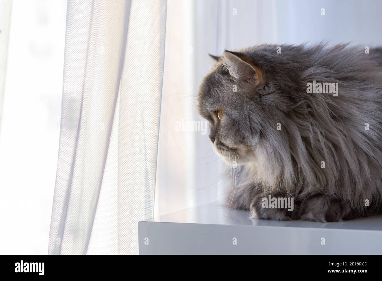 Il soffice gatto scozzese si affaccia sulla finestra. Un cucciolo di animali si siede su un tavolo bianco e guarda attentamente. Occhi arancioni e baffi lunghi. Un pensiero serio Foto Stock