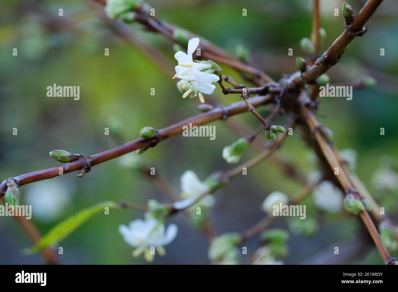 Fiori bianchi di Lonicera Fragrantissima. Nido d'ape in fiore invernale. Il più dolce honeysuckle. Inverno honeysuckle Bush Foto Stock