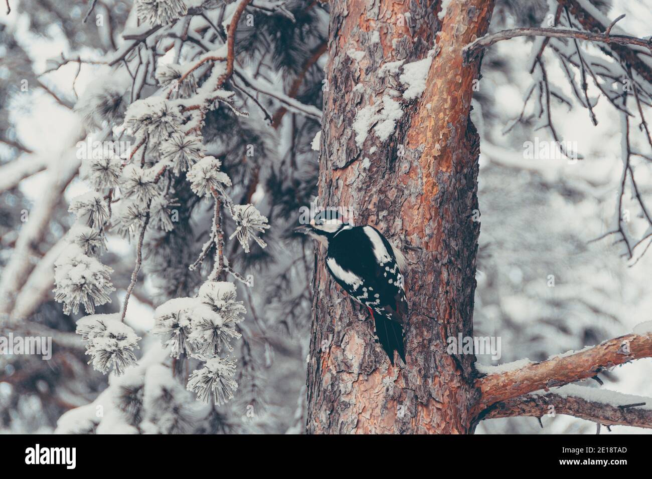 Picchio su tronco d'albero nella foresta invernale. Uccelli selvatici in natura durante il tempo freddo. Foto Stock