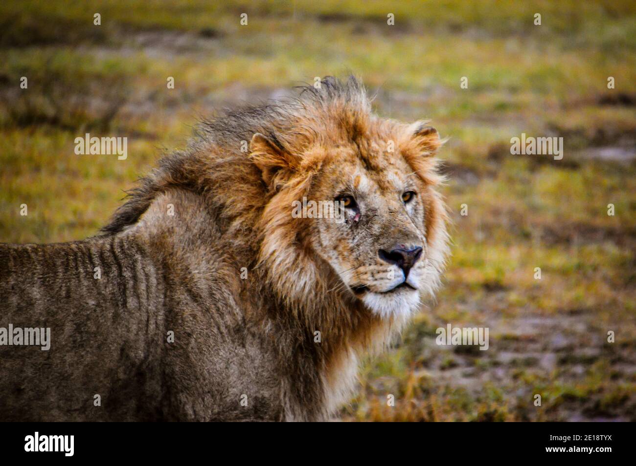 Ritratto di un Leone a Maasai Mara. Foto Stock