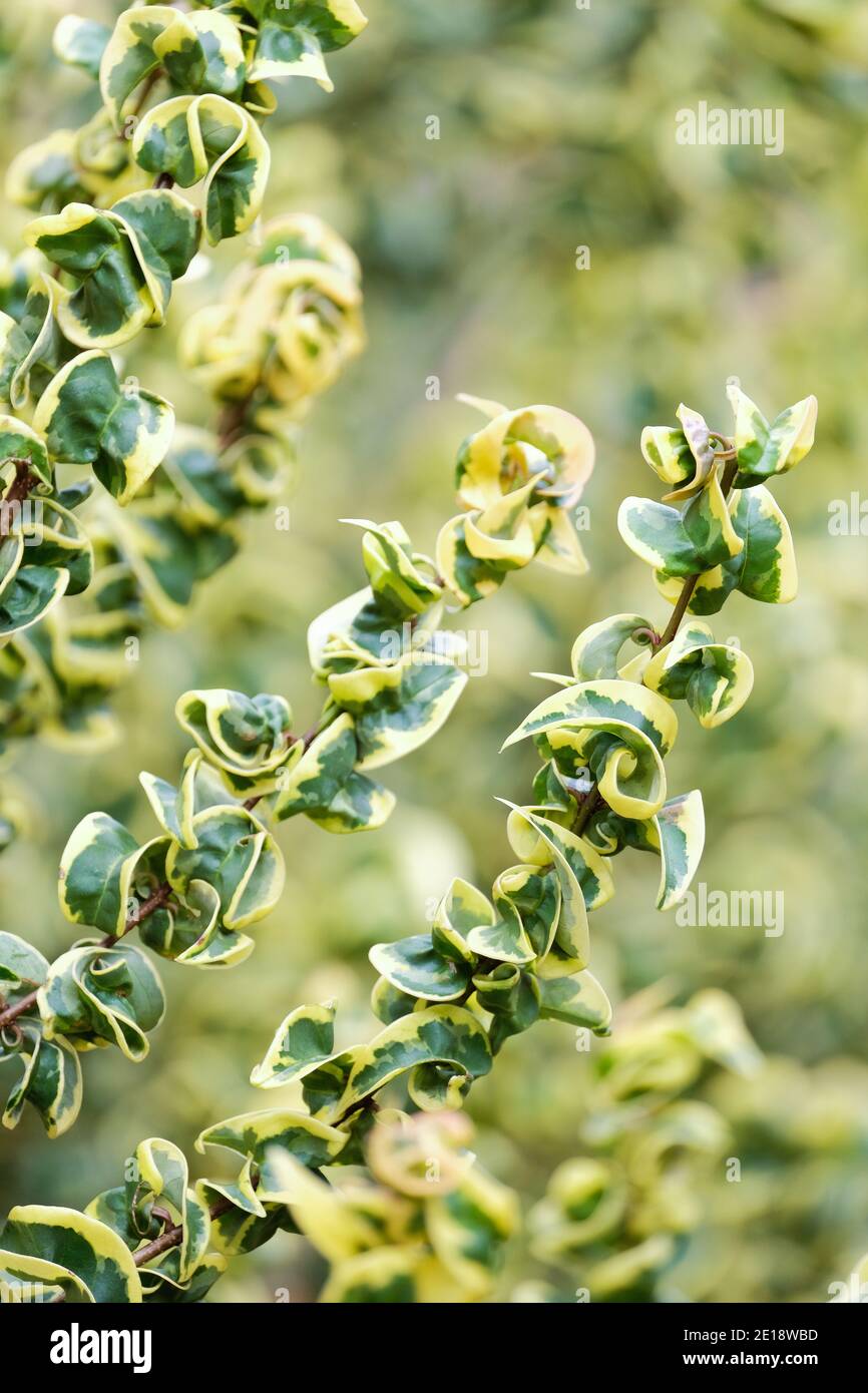 Foglie arricciate, bordate in giallo cremoso di Ligustrum lucidum 'curly Wurly' privet cinese 'curly Wurly' a fine autunno Foto Stock