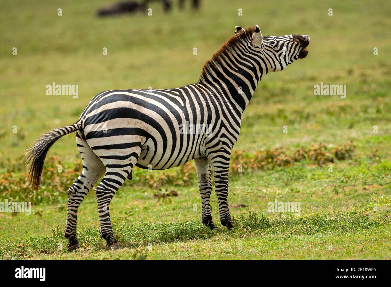 Plains zebra (Equus) Nighing, Parco Nazionale Serengeti, Tanzania, Africa Foto Stock