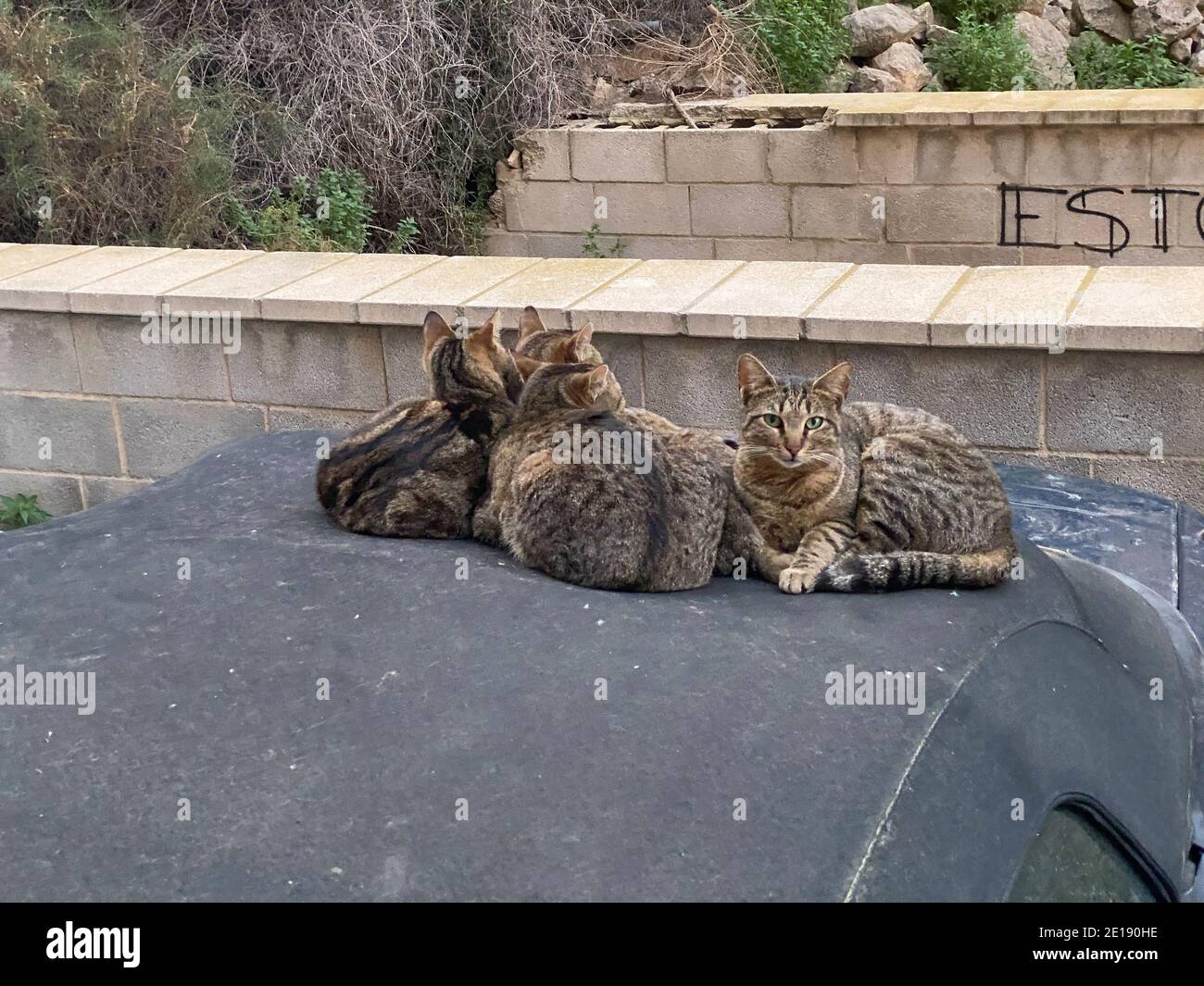 Un gruppo di gatti di razze diverse seduti sul tetto della macchina in spagna Foto Stock
