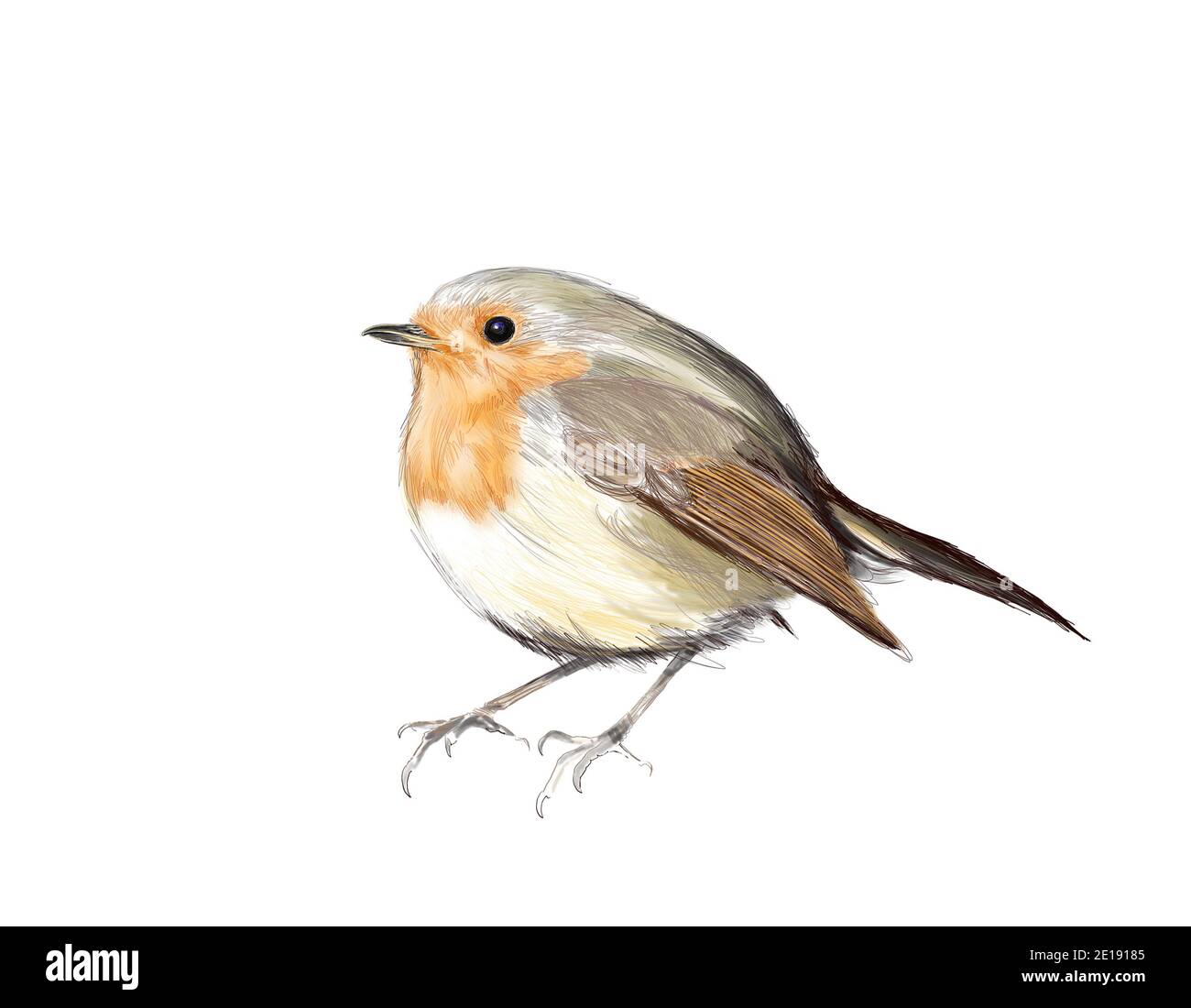 Europeo robin, carino piccolo uccello su sfondo bianco, a mano libera realistico disegno a colori di singolo songbird Foto Stock