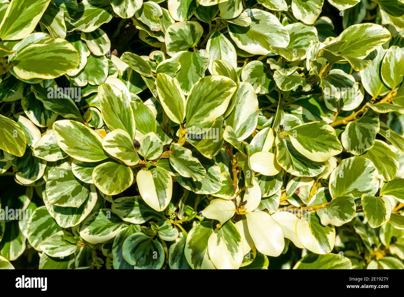 Griselinia littoralis 'variegata' un arbusto sempreverde spesso usato per fare una siepe e comunemente noto come Nuova Zelanda Privet, foto d'azione Foto Stock