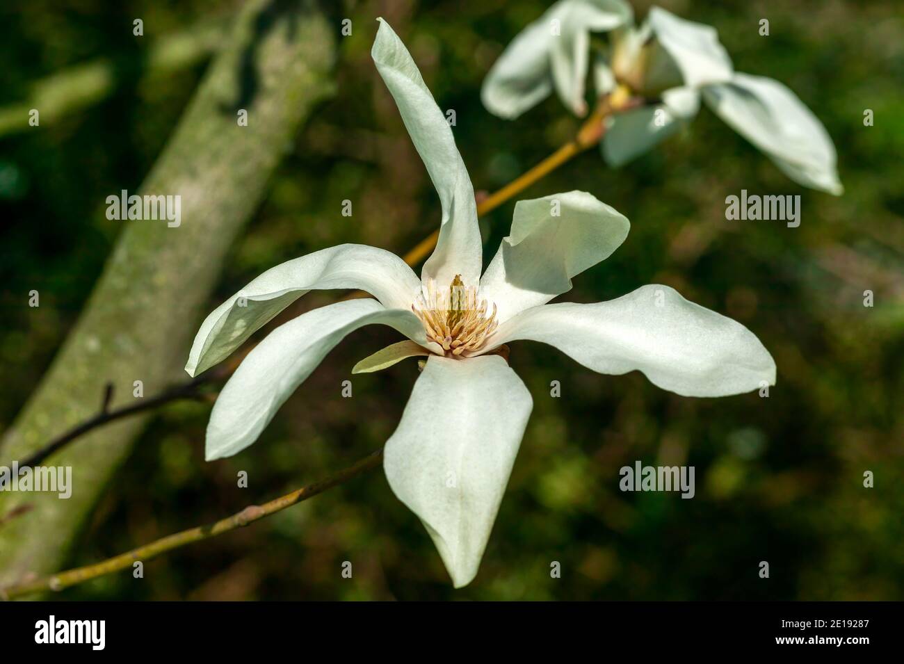 Magnolia x proctoriana una pianta di alberi fioriti primavera estate con un fiore bianco o rosa della stellata primaverile Foto Stock