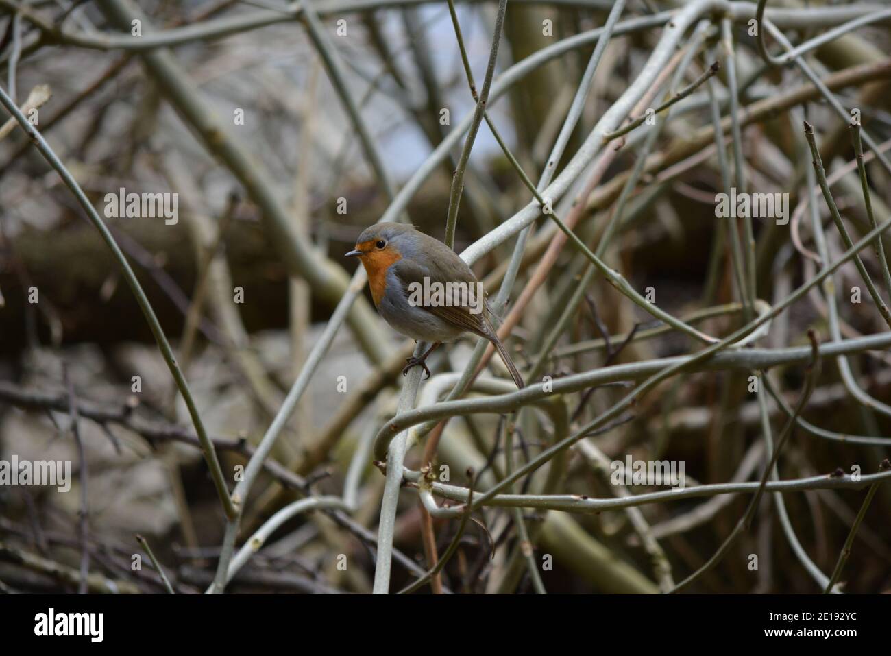 Un Robin Redbreast appollaiato in un albero Foto Stock