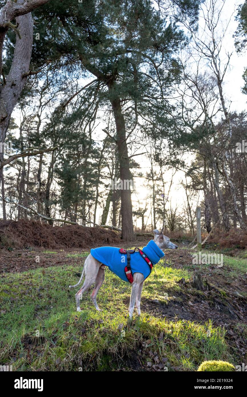 Cane da whippet che indossa un cappotto blu in un ambiente boscoso. Foto Stock