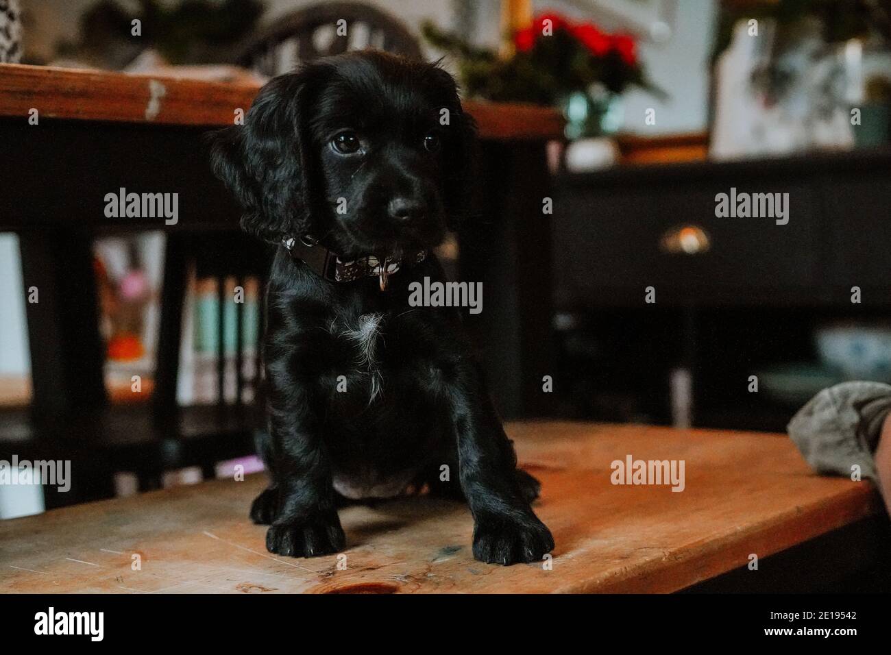 Cucciolo nero di spaniel coccatore di lavoro a casa Foto Stock