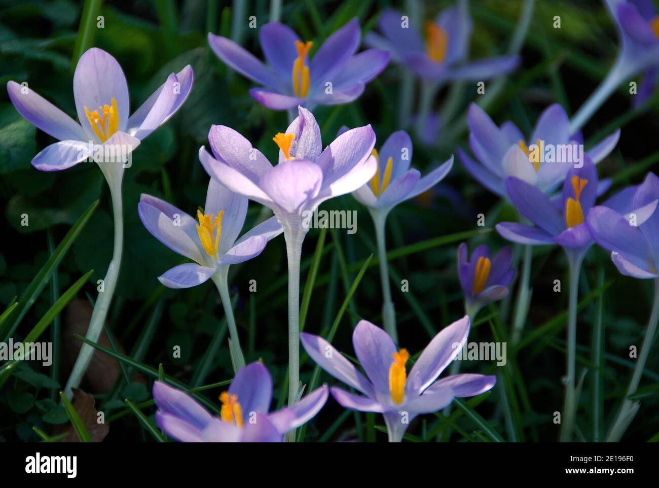 Crocus tommasinianus Foto Stock