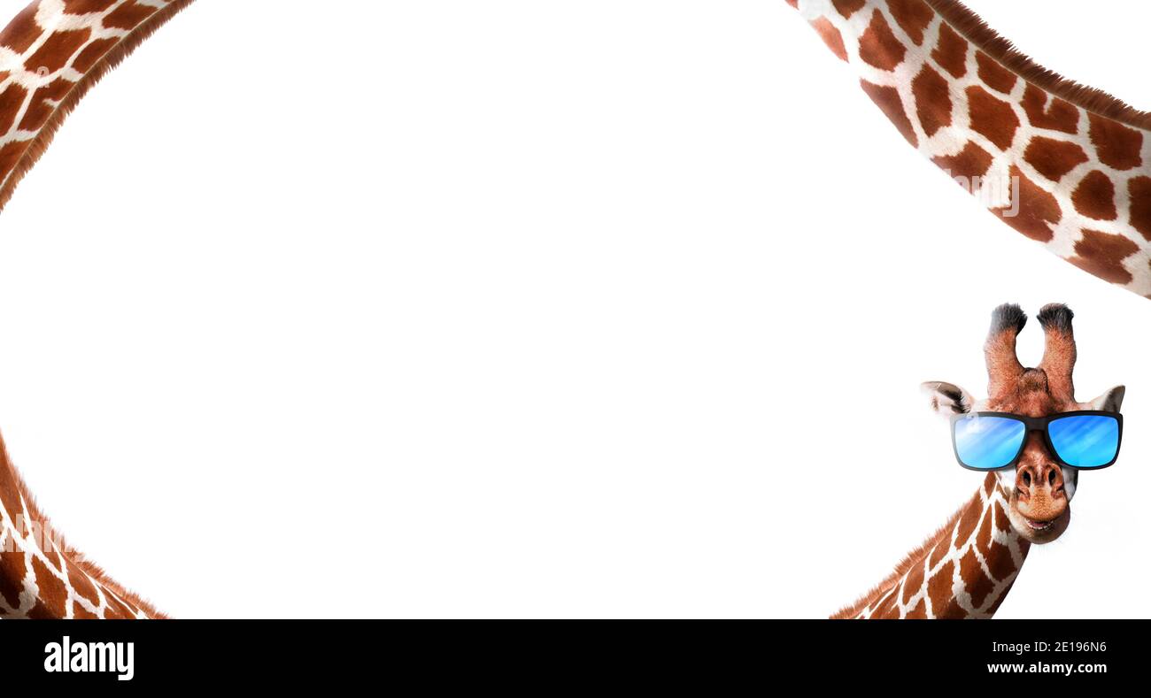 Giraffa con collo molto lungo e sfumature blu. Concetto di pubblicità con spazio di copia centrale. Foto Stock