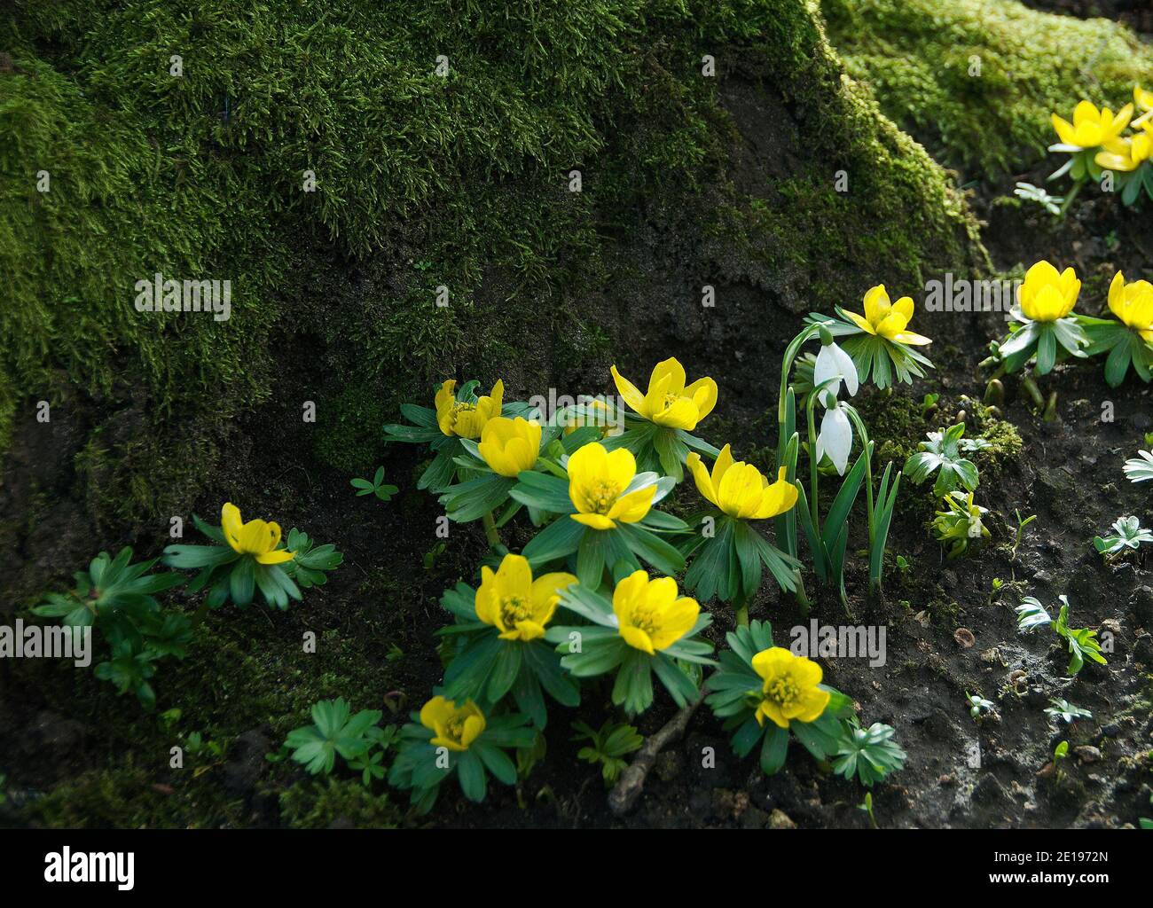 Galanthus nivalis e Eranthis hyamelis, nevicate e aconiti invernali appaiono nel bosco a Little Ponton Hall Foto Stock