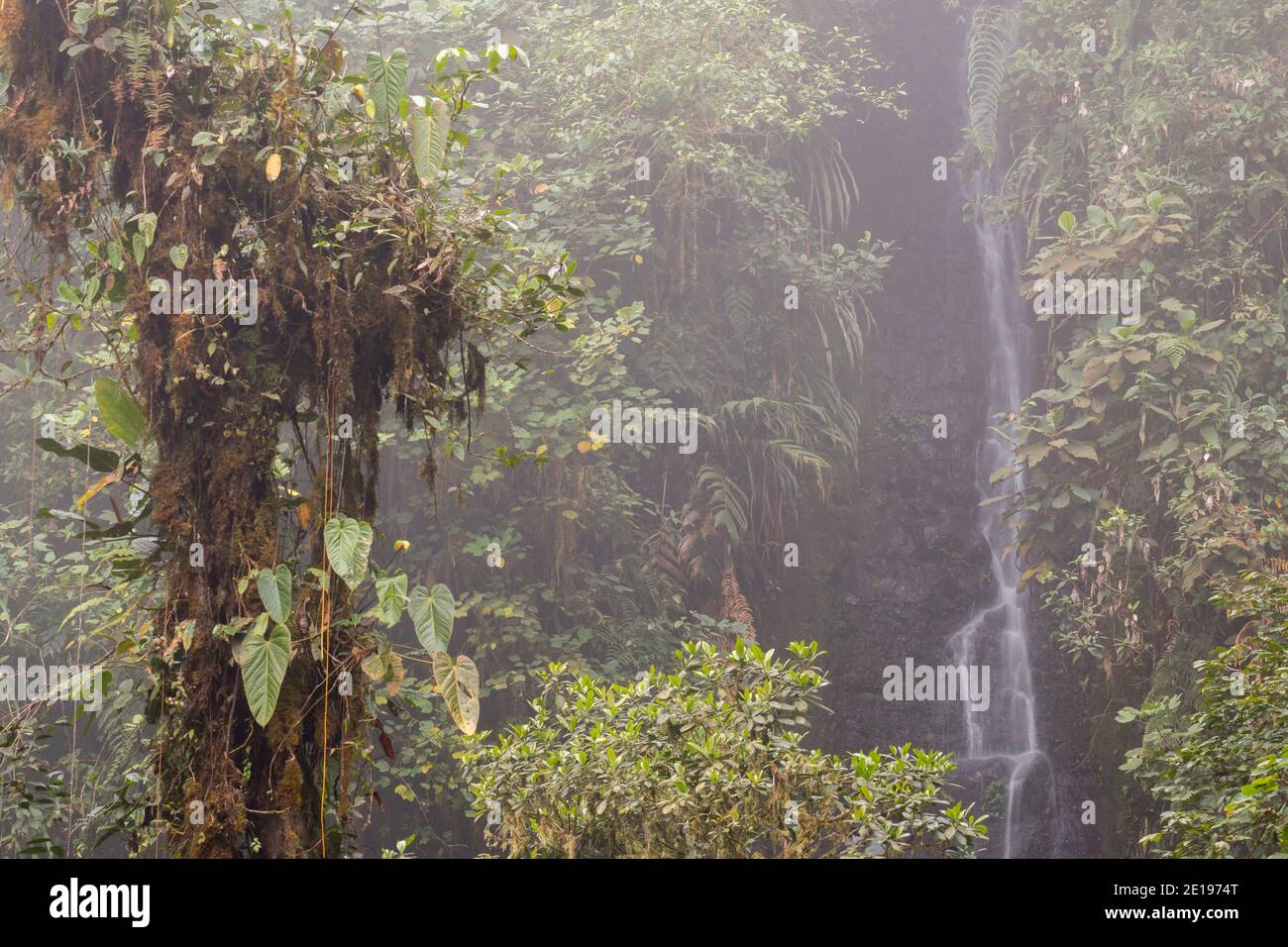 Cascata e epifiti alberi carichi in umido nube nube foresta sulle pendici occidentali delle Ande vicino a Mindo, Ecuador. Foto Stock