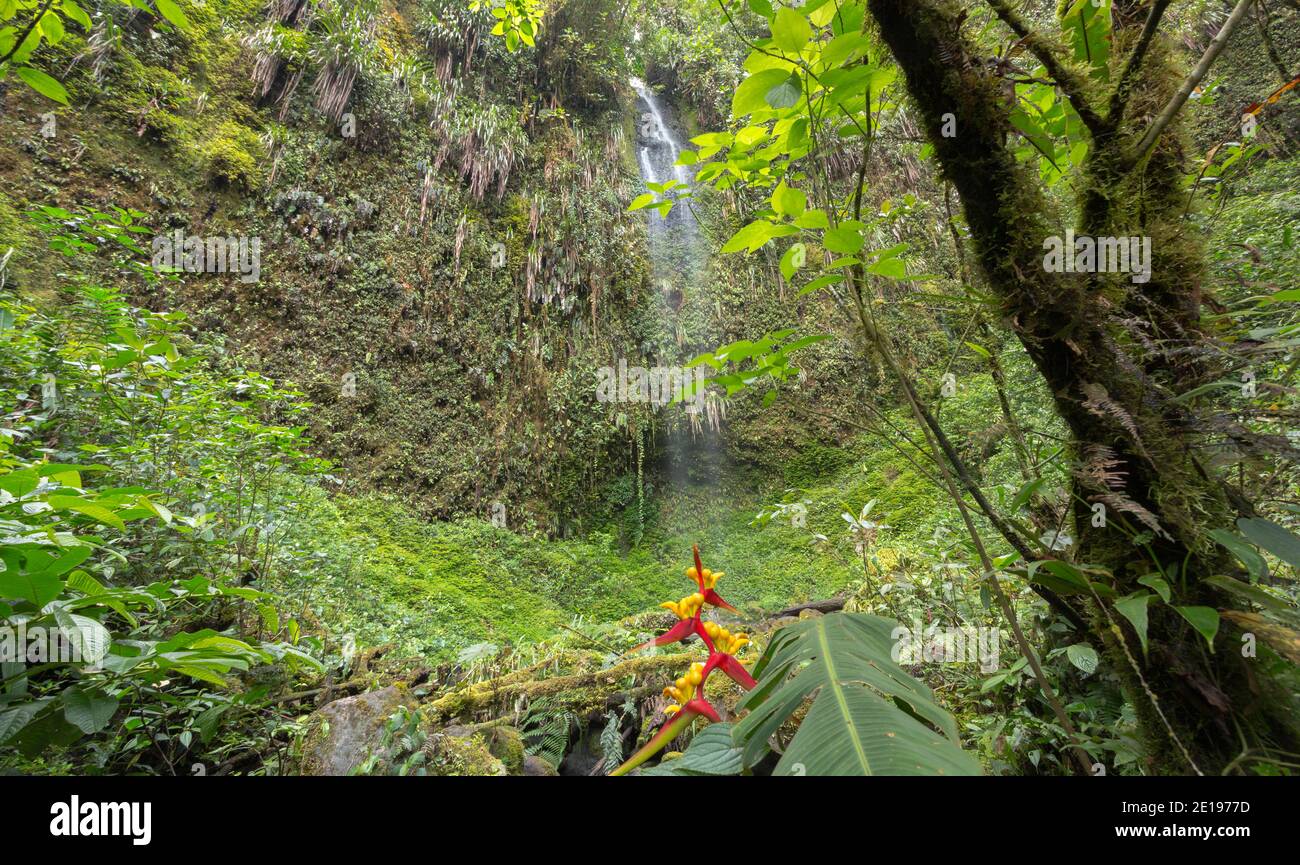 Piccola cascata nella foresta di nubi umide. Una pianta di Heliconia fiorente in primo piano. Sulle pendici occidentali delle Ande vicino a Mindo, Ecuador Foto Stock