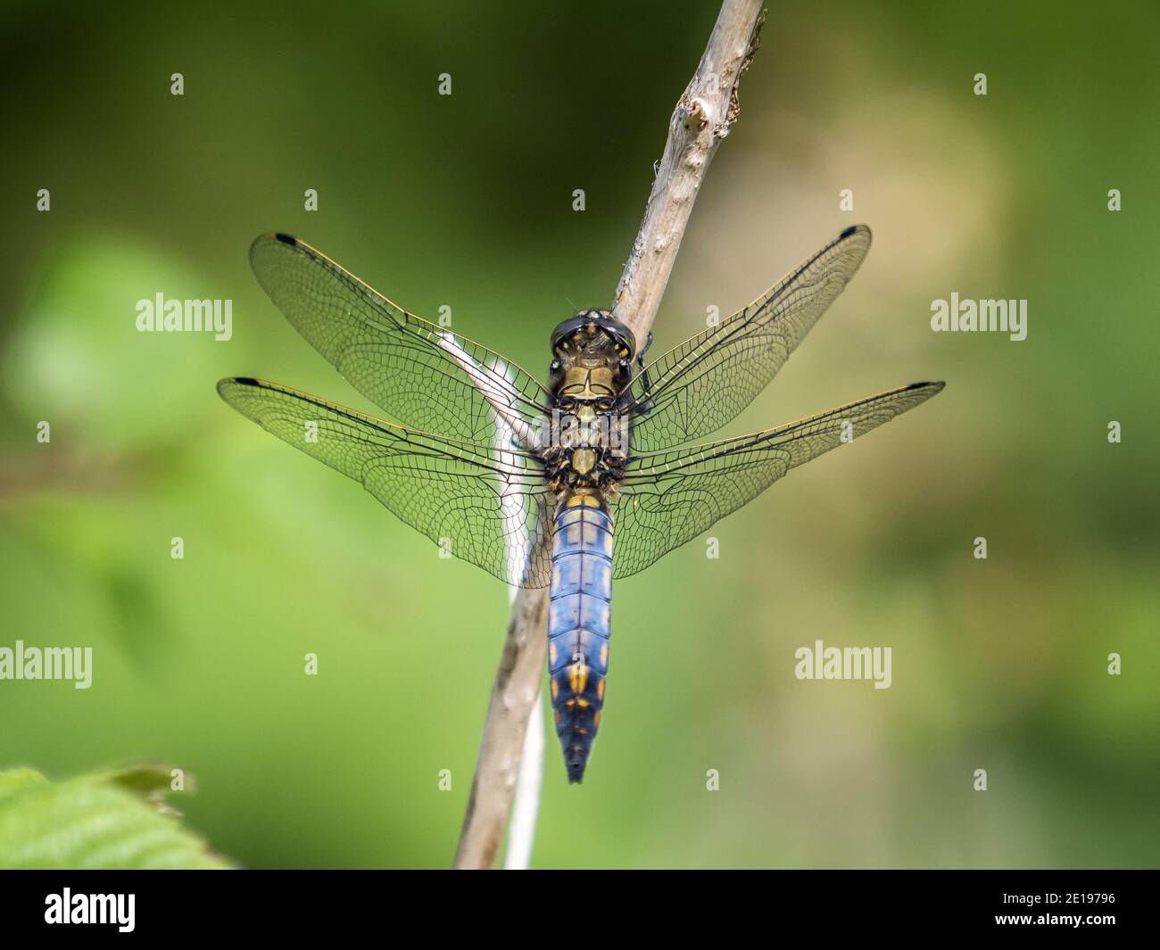 Un dragonfly skimmer dalla coda nera (Orthetrum cancellatum) nella riserva naturale di Beddington Farmlands a Sutton, Londra. Foto Stock