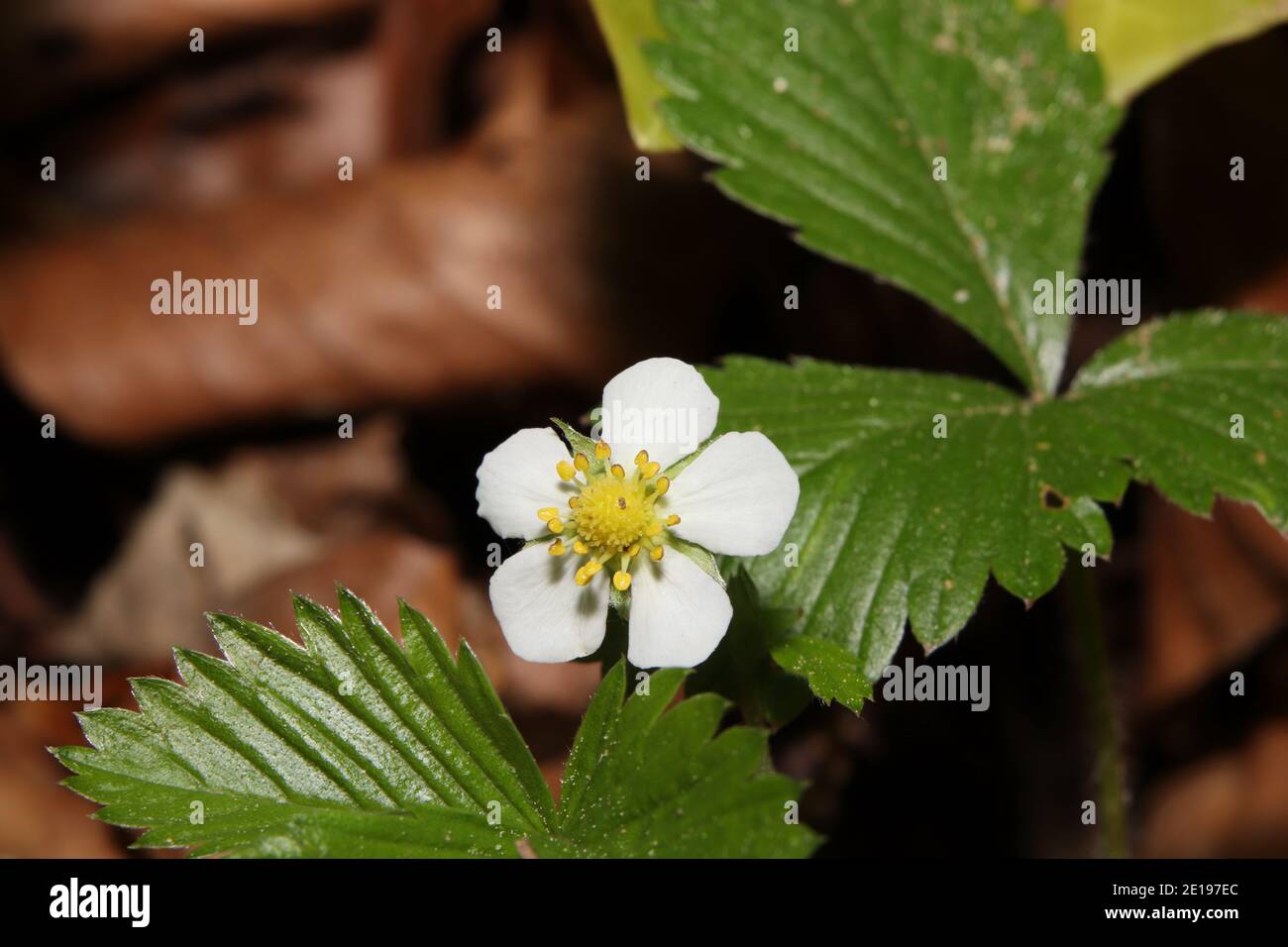 primo piano di fragole selvatiche in fiore Foto Stock