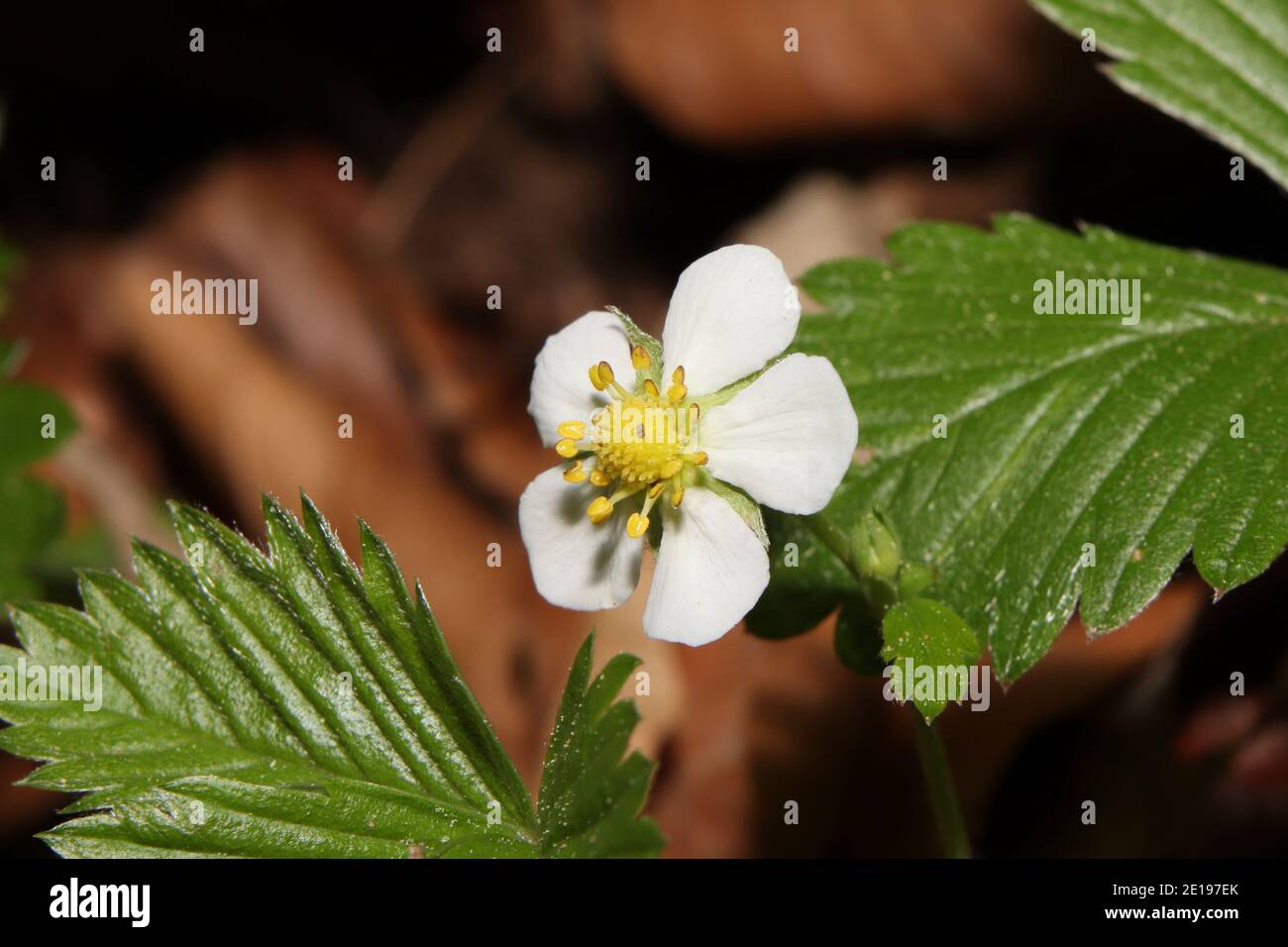 primo piano di fragole selvatiche in fiore Foto Stock