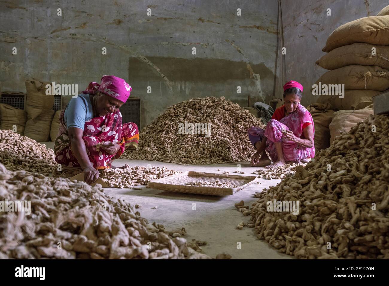 Kochi, India - 25 novembre 2019: Produzione di zenzero secco in India del Sud. Le donne indiane non identificate ordinano e raccolgono lo zenzero secco. Industria indiana delle spezie Foto Stock