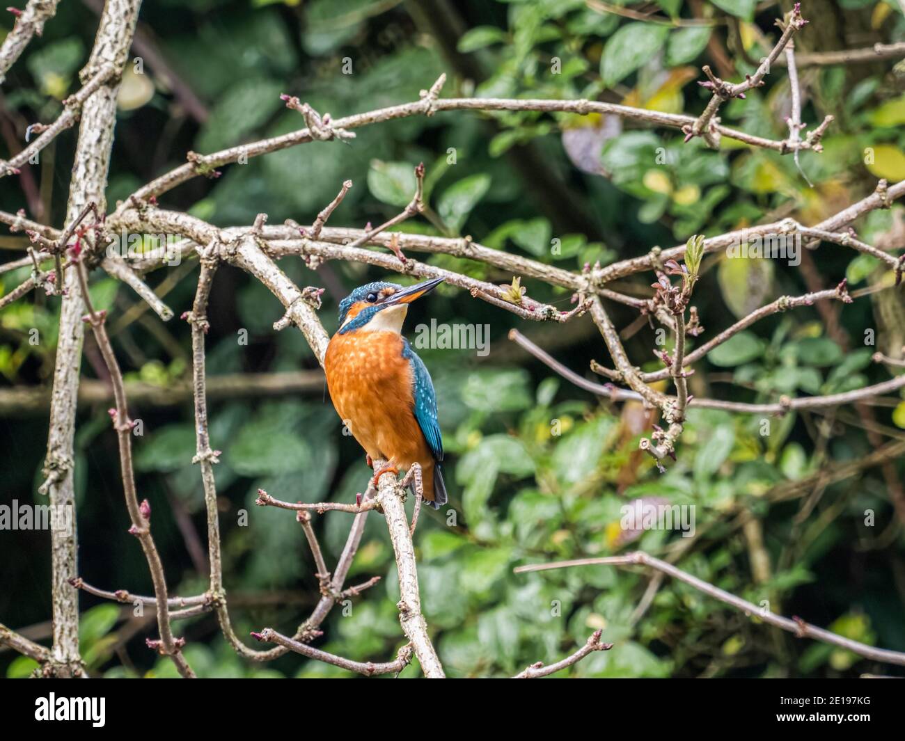 Un kingfisher femminile (Alcedo atthis) a Beddington Park, Sutton, Londra. Foto Stock