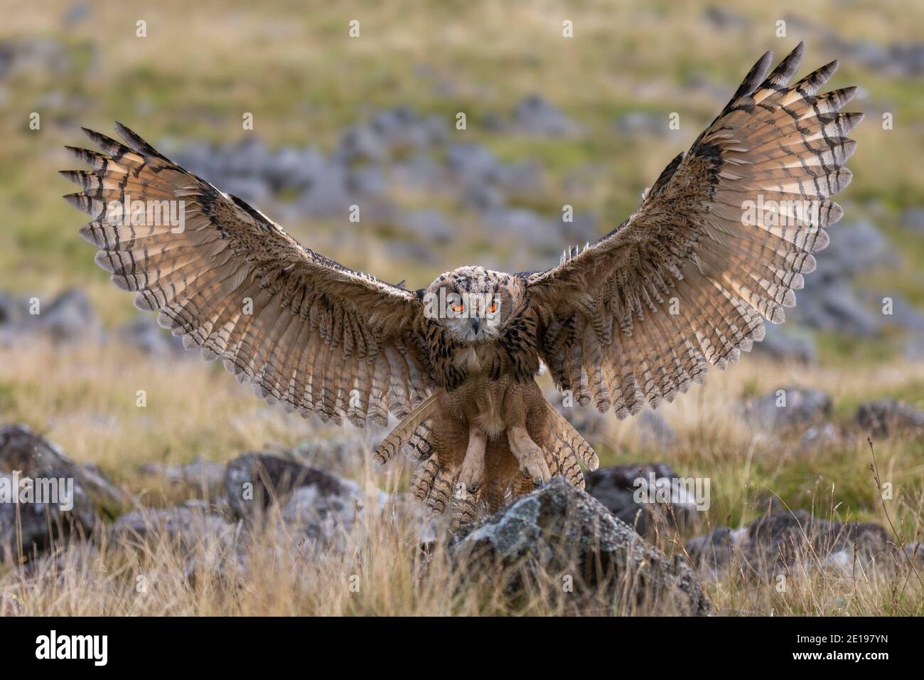 Gufo europeo (Bubo bubo) atterraggio, controllato, Cumbria, UK Foto Stock