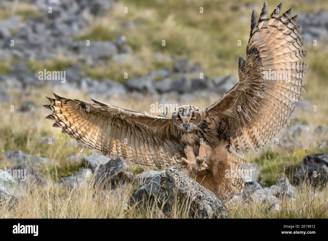 Gufo europeo (Bubo bubo) atterraggio, controllato, Cumbria, UK Foto Stock