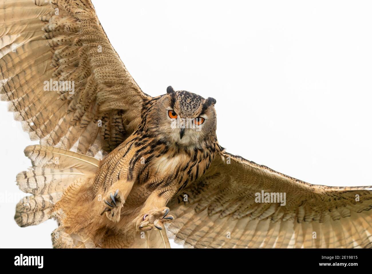 Gufo europeo (Bubo bubo) atterraggio, controllato, Cumbria, UK Foto Stock