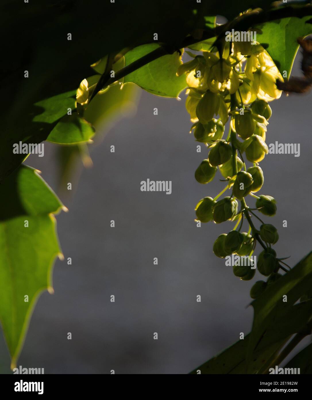 Mahonia × media 'Charity' retroilluminato - Foto Stock