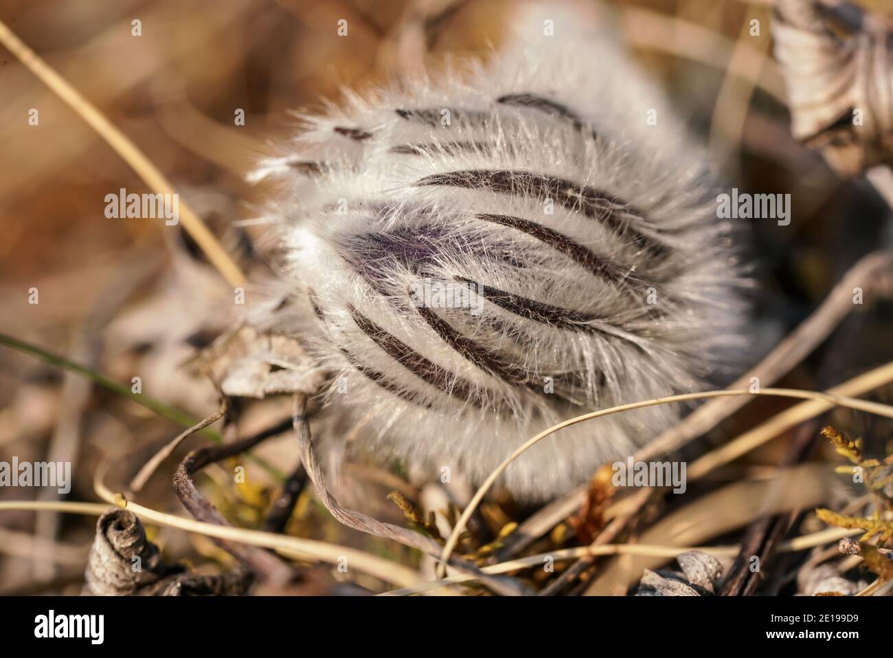 Porpora Grande fiore pasque - Pulsatilla grandis - crescere in erba secca, primo piano dettaglio su capelli testa di pianta non aperta Foto Stock