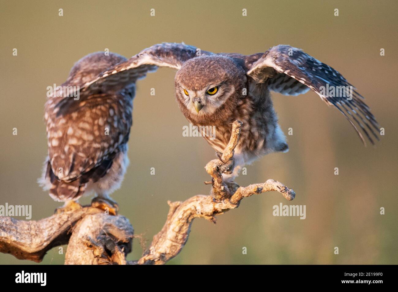 Due giovani gufo, Atene noctua, si erige su un bastone con le ali aperte. Foto Stock