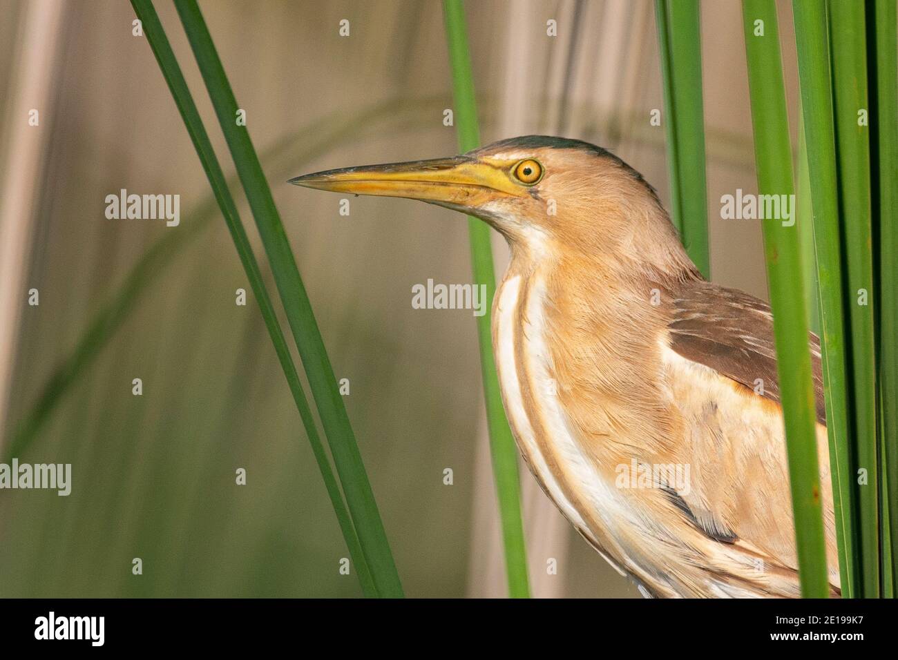 Ritratto di Ixobrychus minutus, primo piano. Foto Stock