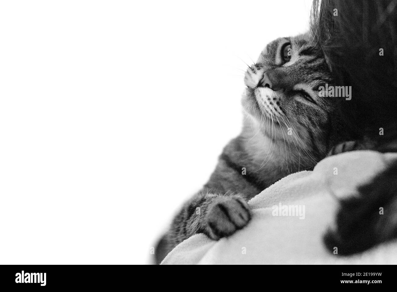 Sonnolento carino gatto addormentato su una spalla. Bianco e nero. Foto Stock