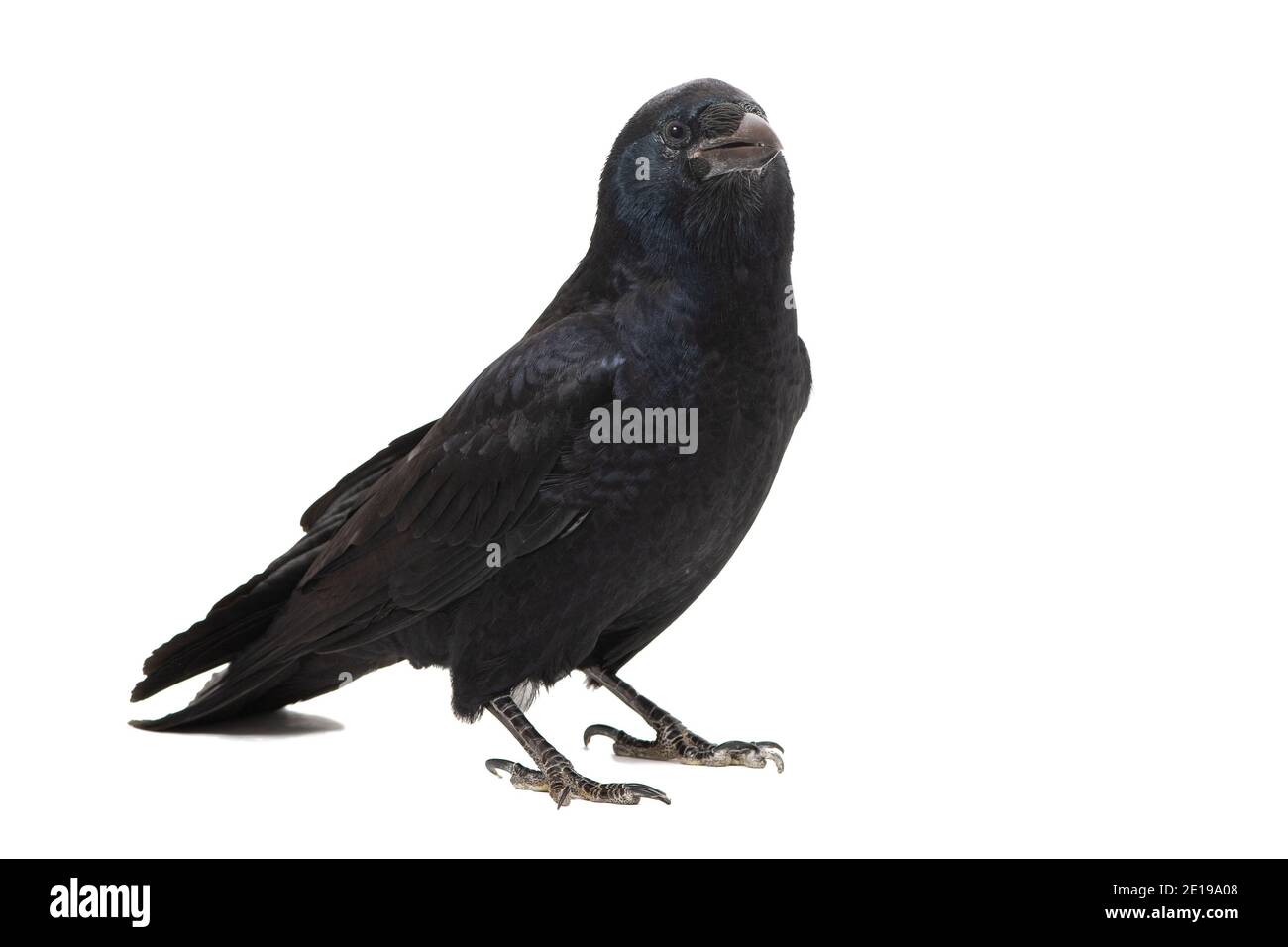 Corax comune di Raven Corvus, isolato su sfondo bianco. Foto Stock